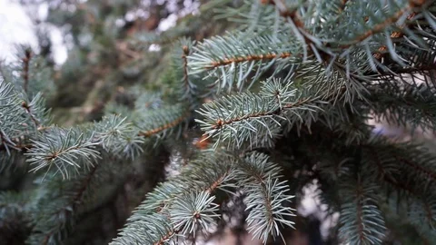 Pine branches close up Stock Footage 98654890
