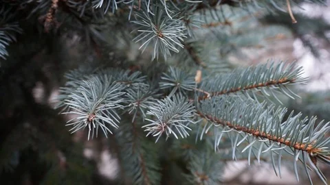 Pine branches close up Stock Footage 98654905