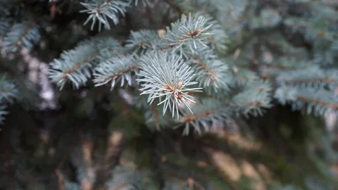 Pine branches close up Stock Footage 98654915