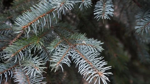 Pine branches close up Stock Footage 98654917