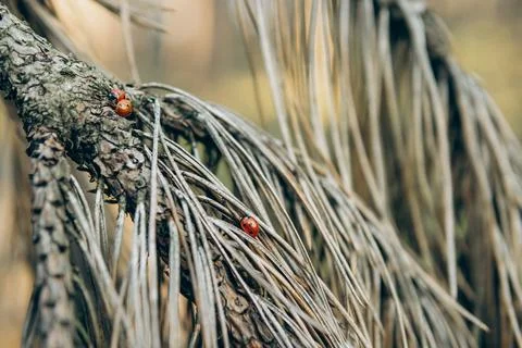 Pine Branches Close Up with Ladybug - 1 Stock Photos
