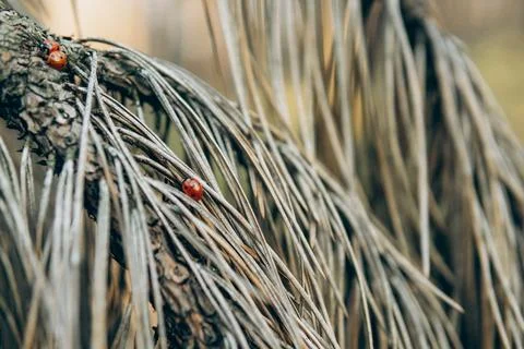 Pine Branches Close Up with Ladybug - 2 Stock Photos