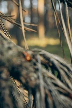 Pine Branches Close Up with Ladybug - 3 Stock Photos