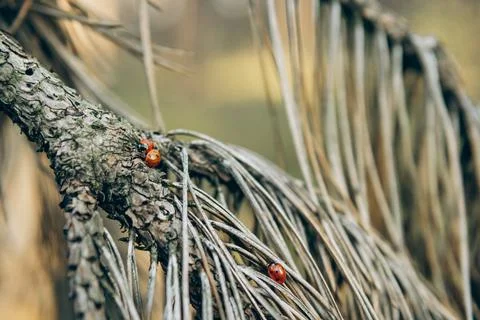 Pine Branches Close Up with Ladybug - 4 Stock Photos