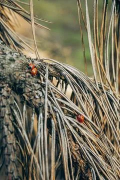 Pine Branches Close Up with Ladybug Stock Photos