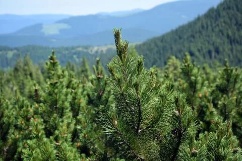 Pine branches close-up. Mountains and sky in the background blurred background Stock Photos