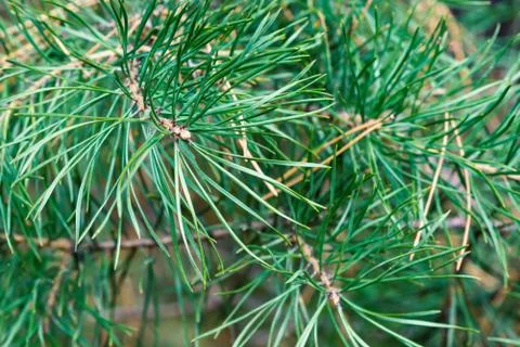 Pine branches close up Stock Photos