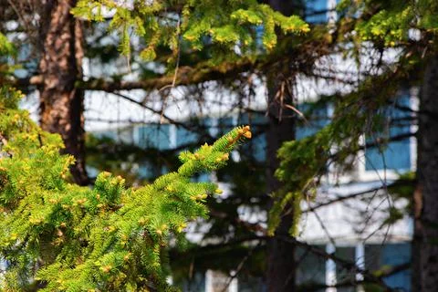 Pine branches close up. Pine needles, branches. Stock Photos
