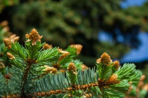 Pine branches close up shot Stock Photos