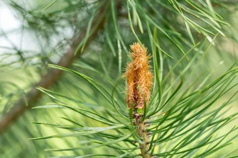Pine branches close-up, spring forest.... pine branches close-up, spring fore Fotos Stock