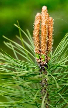 Pine branches close-up, spring forest.... pine branches close-up, spring fore Foto stock