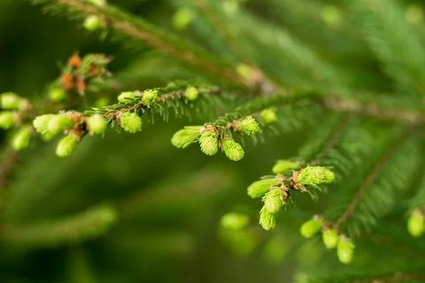 Pine branches close-up, spring forest.... pine branches close-up, spring fore Stock Photos
