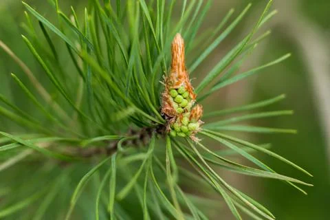 Pine branches close-up, spring forest.... pine branches close-up, spring fore Stock Photos