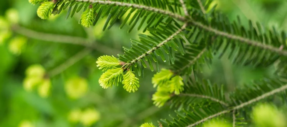 Pine branches close-up, spring forest.... pine branches close-up, spring fore Stock Photos