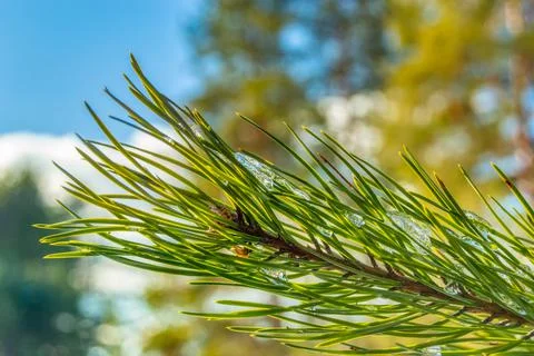 Pine branches close-up on a Sunny winter day. Coniferous branch close-up with Stock Photos