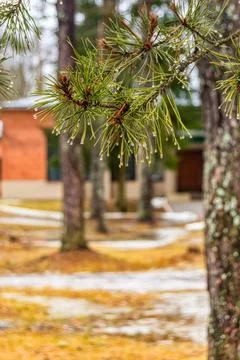 Pine branches close-up on a winter day. Coniferous branch close-up with ice d Stock Photos