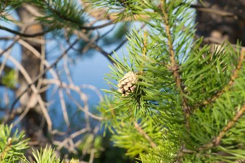 Pine branches with cone Stock Photos