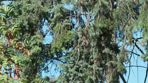 Pine branches with cones against blue sky Stock Footage 345879702