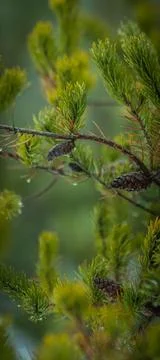 Pine Branches with Cones and Dewdrops Stock Photos