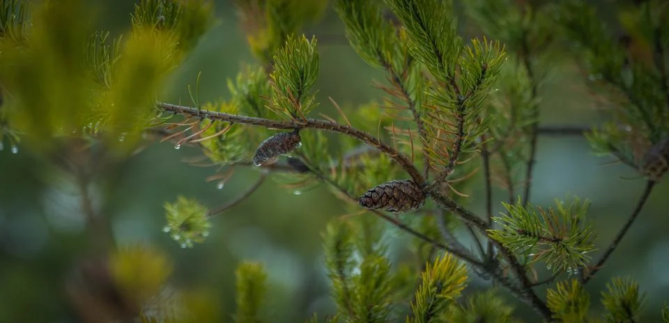 Pine Branches with Cones and Dewdrops Stock Photos