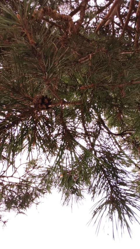 Pine branches with cones are swinging in the wind Stock Footage 156228116