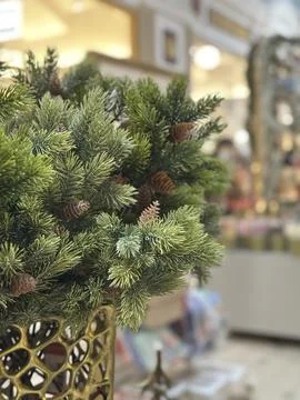 Pine branches with cones are in a vase. Stock Photos