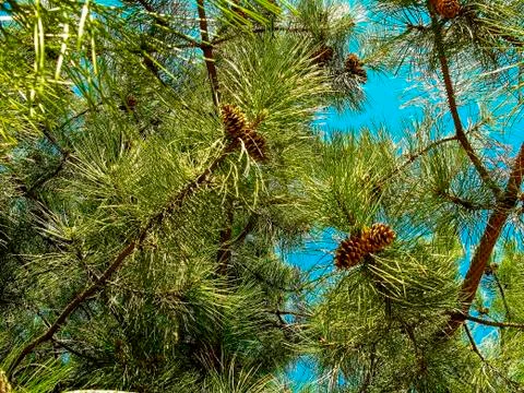 Pine branches with cones on a background of blue sky Foto stock