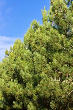 Pine branches with cones. background of pine branches Stock Photos
