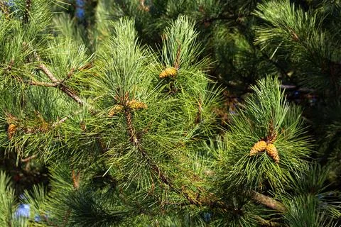 Pine branches with cones. background of pine branches Stock Photos
