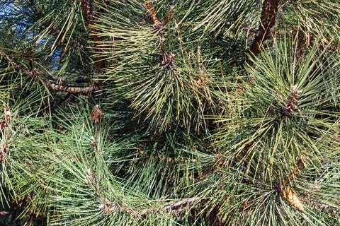 Pine branches with cones. background of pine branches Stock Photos