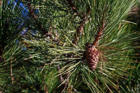 Pine branches with cones. background of pine branches Stock Photos