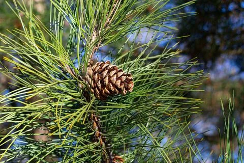 Pine branches with cones. background of pine branches Stock Photos