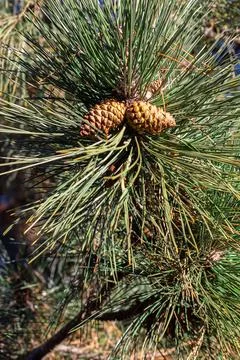 Pine branches with cones. background of pine branches Stock Photos
