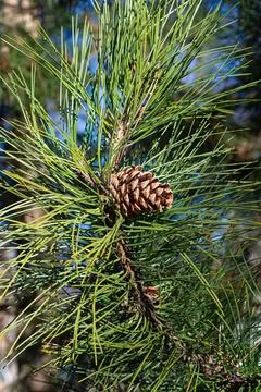 Pine branches with cones. background of pine branches Stock Photos