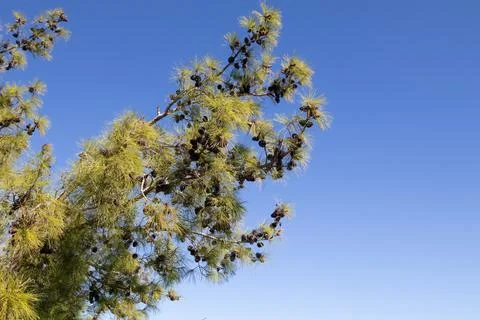 Pine branches with cones on a blue sky background Stock Photos