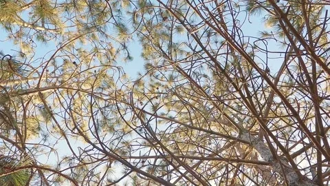Pine branches with cones close-up, coniferous forest 動画素材 246850938