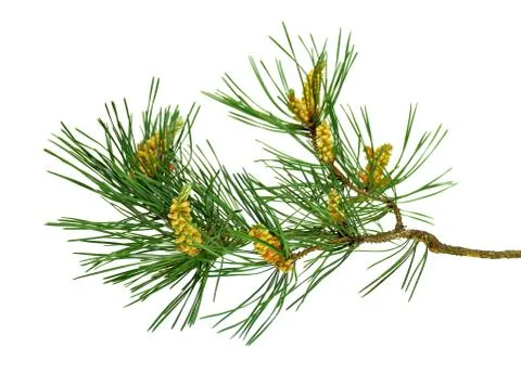 Pine branches with cones. Close-up. Isolated without a shadow. Stock Photos
