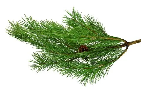 Pine branches with cones close-up. Isolated 스톡 사진