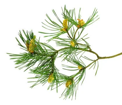 Pine branches with cones. Close-up. Isolated without a shadow. Stock Photos