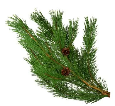 Pine branches with cones. Close-up. Isolated without a shadow. Stock Photos