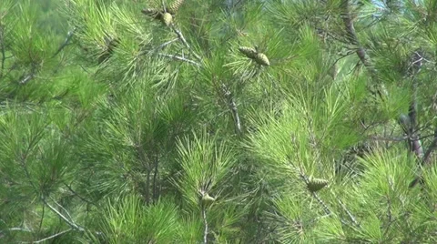 Pine branches with cones, coniferous evergreen, Pinus sylvestris Stock Footage 34253766