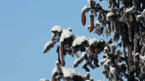 Pine branches with cones covered with snow Stock Footage 76544053