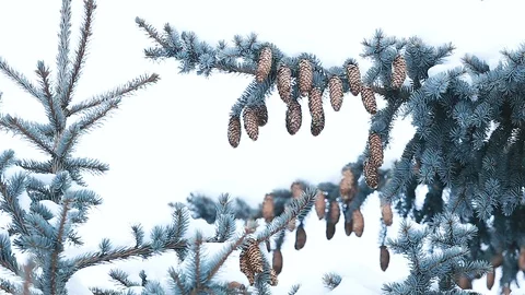 Pine branches with cones covered with snow in cold winter weather Stock Footage 115354591