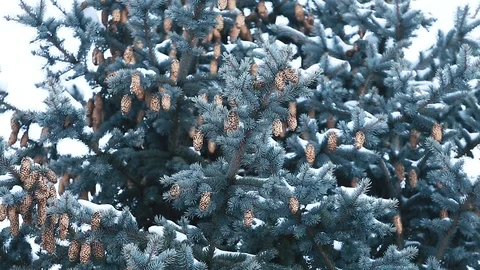 Pine branches with cones covered with snow in cold winter weather Stock Footage 115354649
