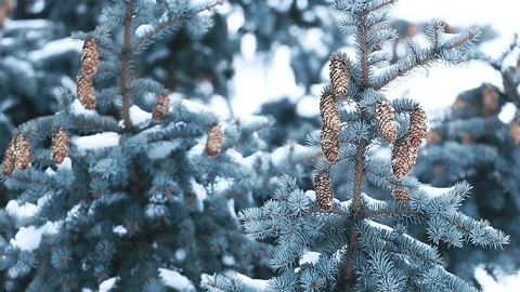 Pine branches with cones covered with snow in cold winter weather Stock Footage 115647602
