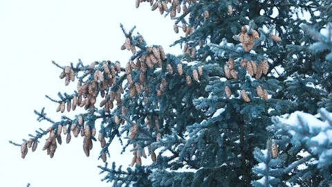 Pine branches with cones covered with snow in cold winter weather Stock Footage 115647876