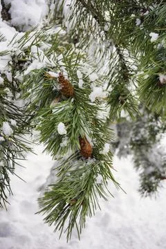 Pine Branches with Cones Covered in Snow Foto stock