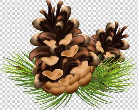Pine branches with cones for decoration. Medicinal resinous branches. Chris.. Stock Illustration