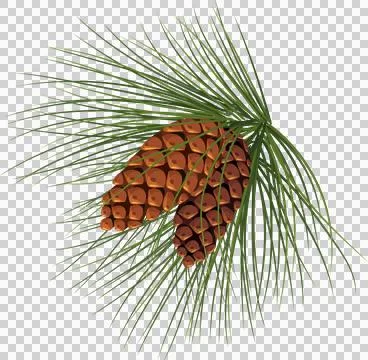 Pine branches with cones for decoration. Medicinal resinous branches. Chris.. Stock Illustration