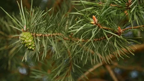 Pine branches with cones in detail Stock Footage 79719476